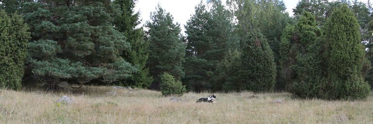 Hunden driver framåt i sökslaget.