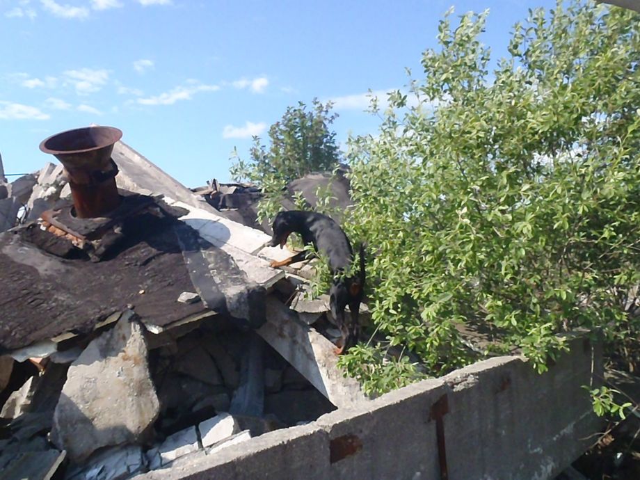 En Räddningshund inom ruin/katstrofsöket